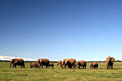 elephants addo IMG_3631.JPG